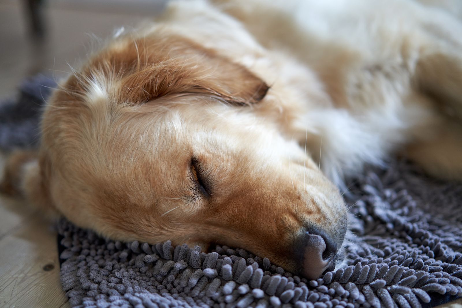 Arthritis Pain Management for Senior Dogs: Comparing the Real Options illustration