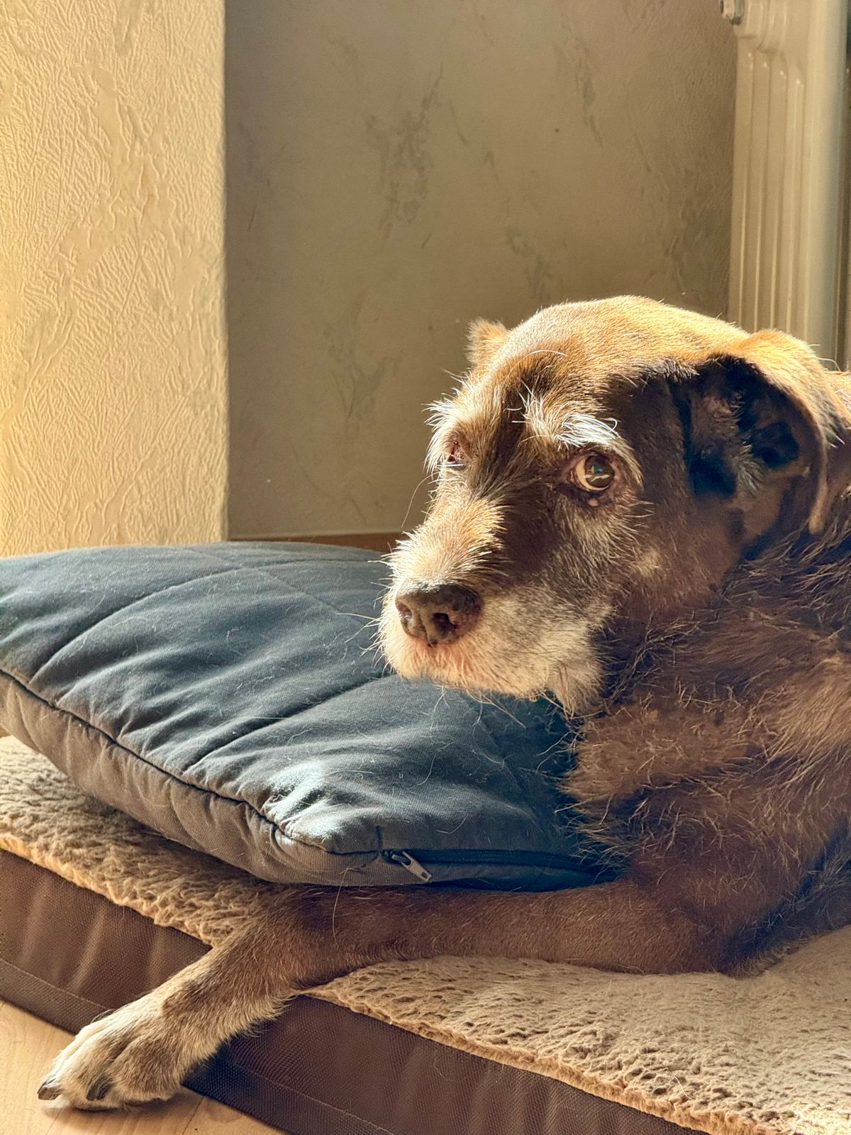 Choosing a Bed for a Senior Dog: What Actually Matters illustration