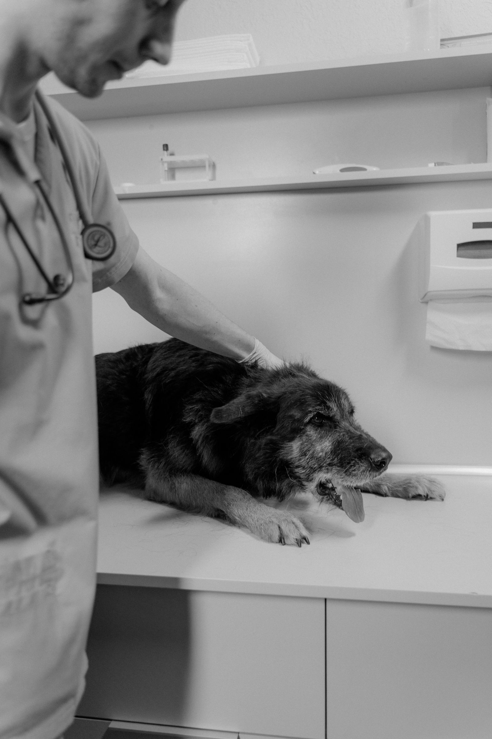 Cognitive Decline in Senior Dogs: What's Normal Aging vs. What Isn't illustration
