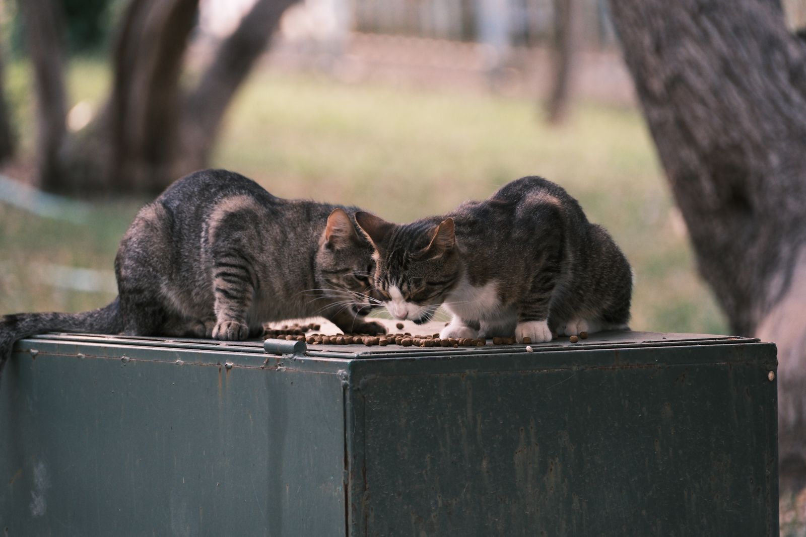 What to Actually Feed a Senior Cat With Early Kidney Concerns illustration