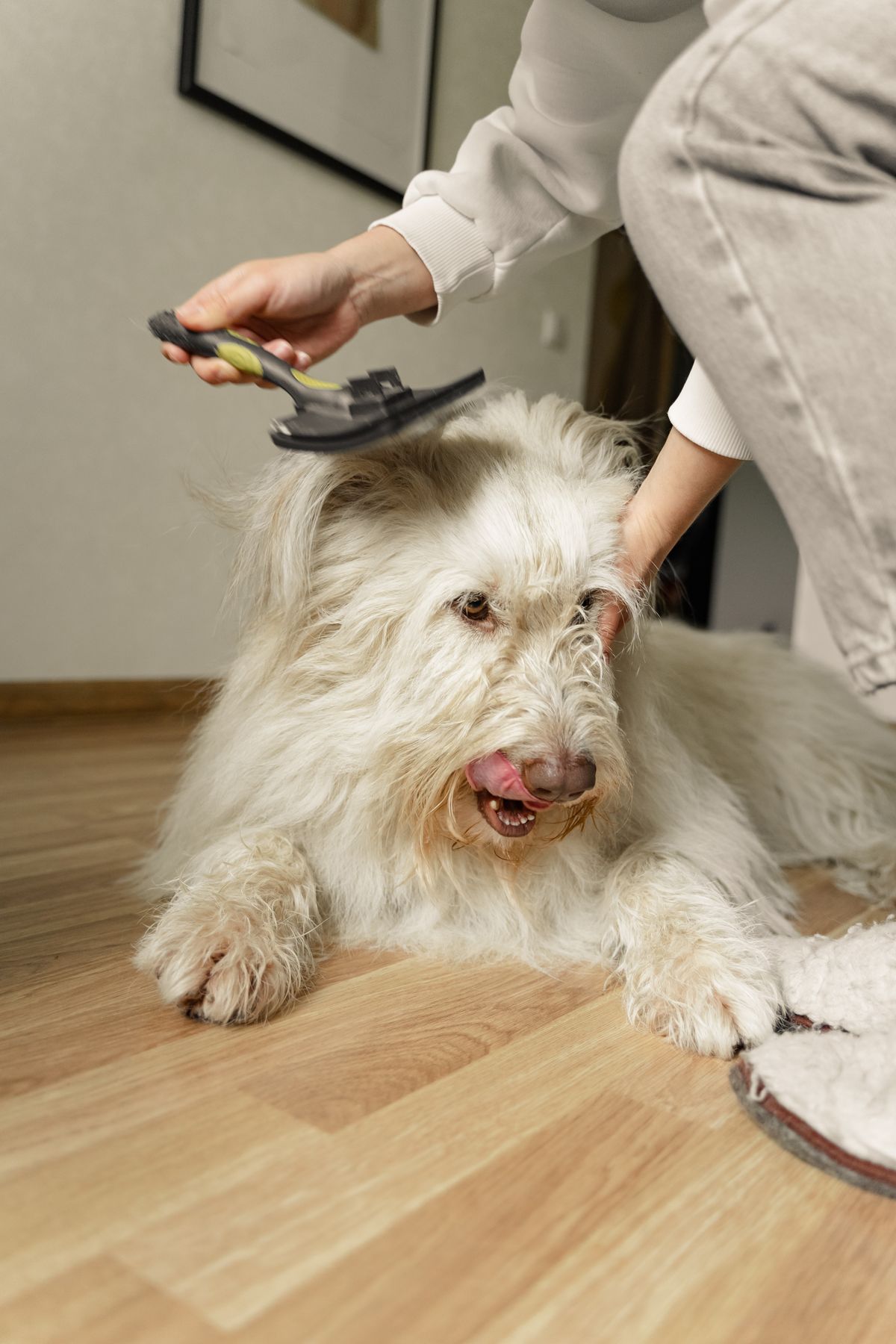 Grooming a Senior Dog: How to Adjust the Routine as Your Dog Ages illustration