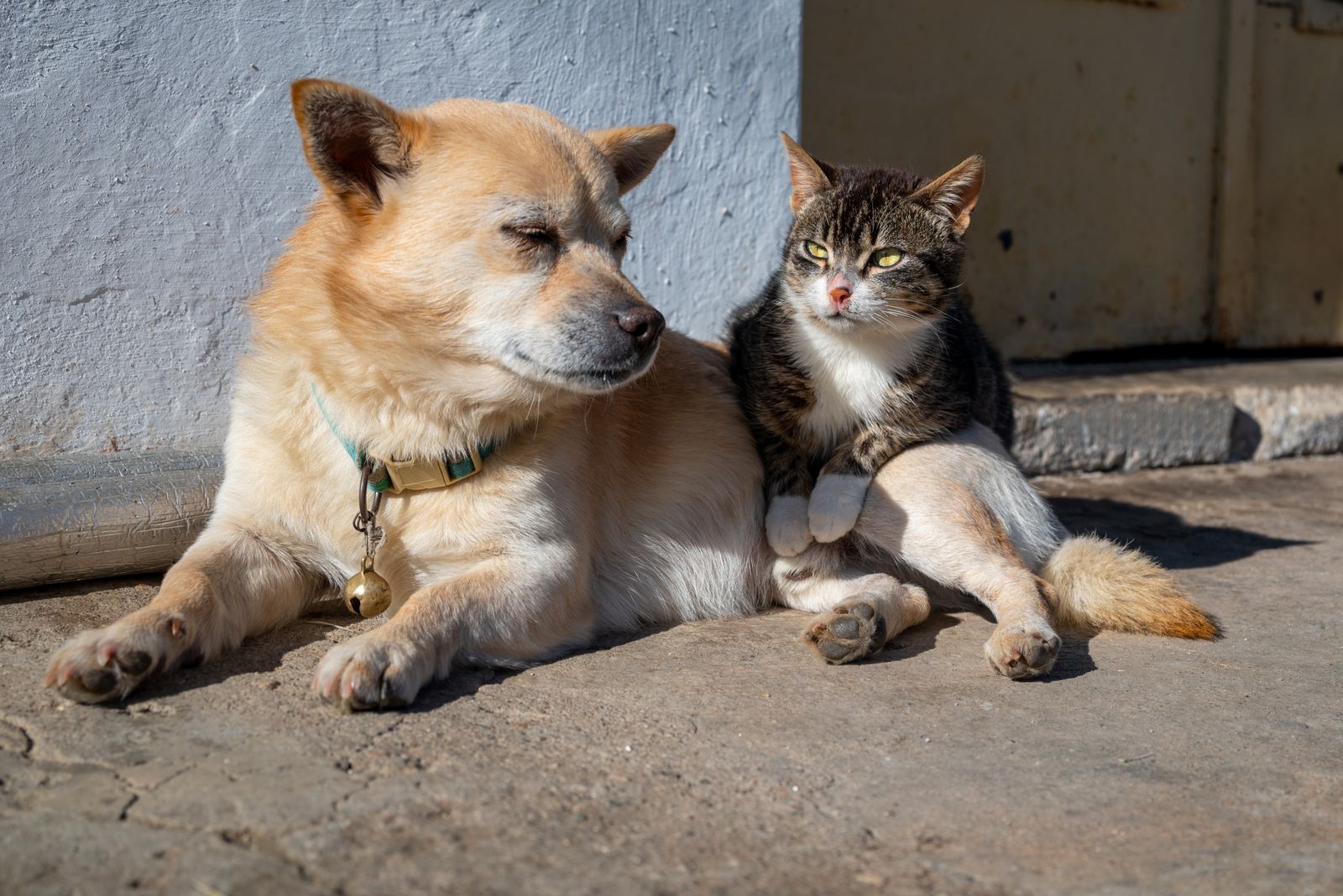 Introducing a New Pet or Big Change to a Senior Pet's Household illustration