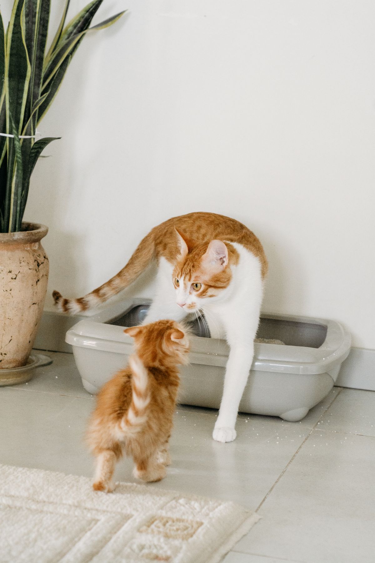 Setting Up the Litter Box for a Senior Cat illustration