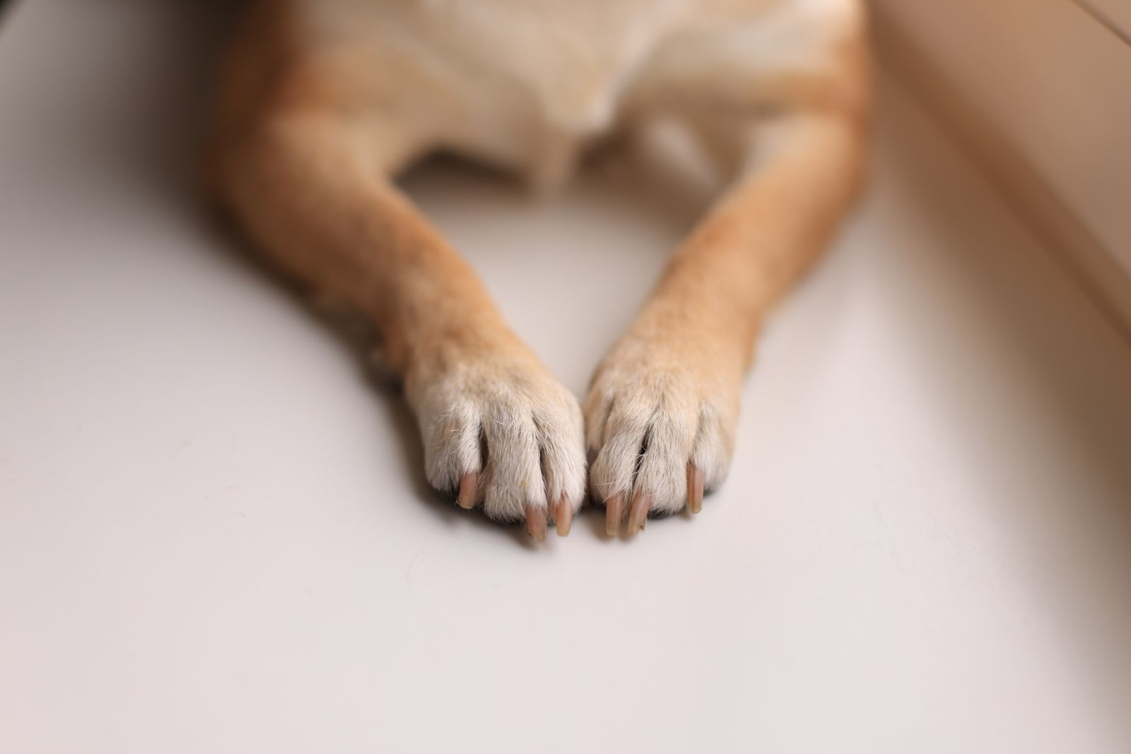 Nail and Paw Care for Less Active Senior Dogs illustration