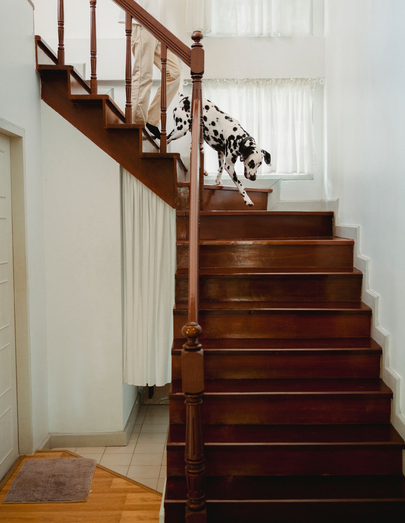 Setting Up a Senior-Friendly Home for a Dog With Mobility Loss illustration
