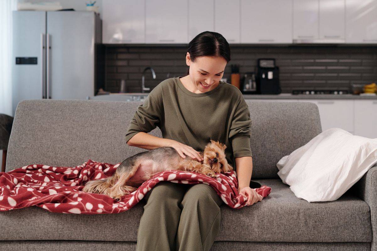 Leaving a Senior Pet With a Sitter or at a Boarding Facility illustration