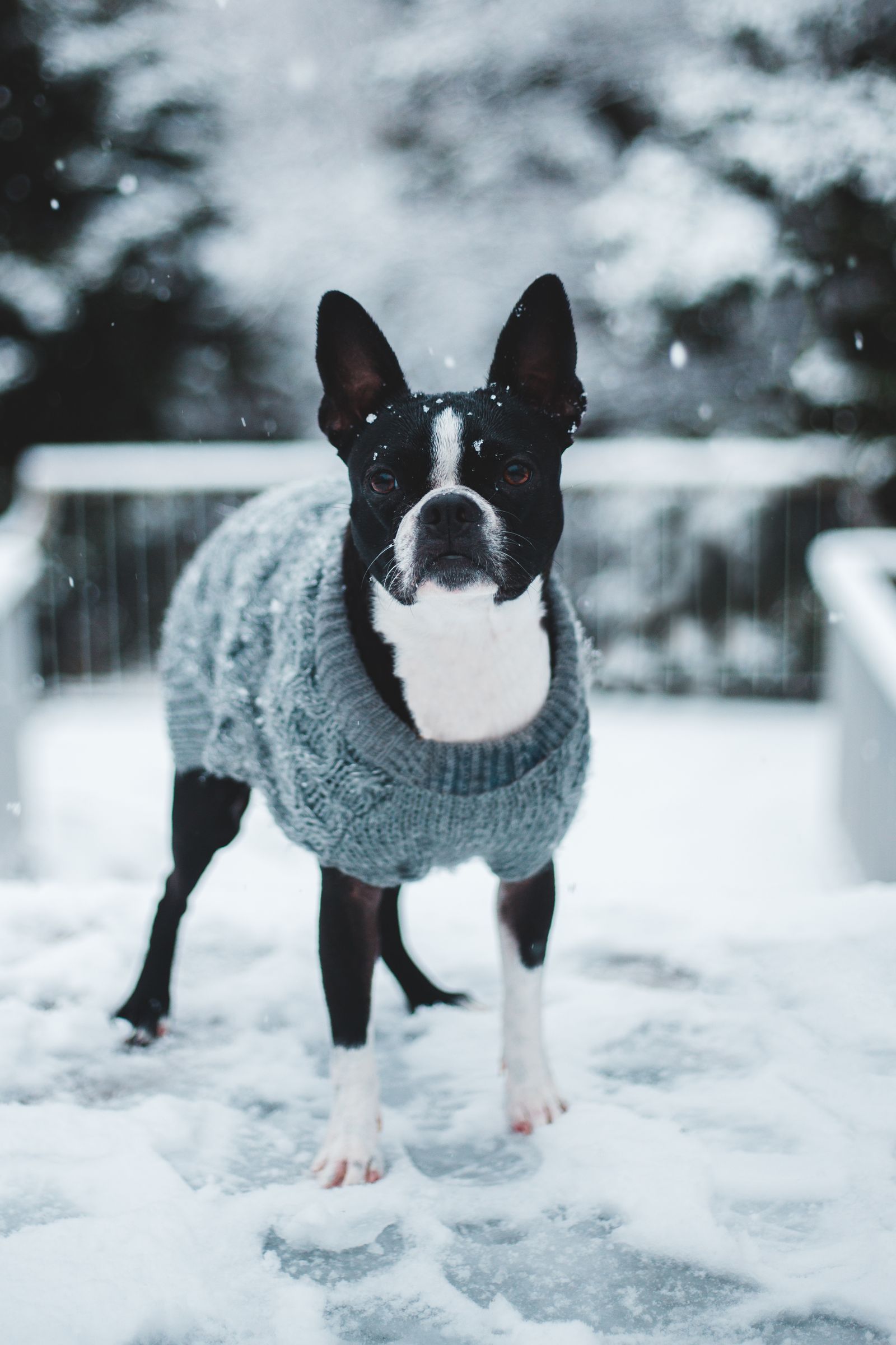 Why Senior Pets Struggle More With Heat and Cold illustration
